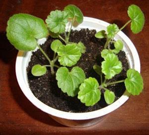 For at pelargoner skal blomstre raskt, plantes flere planter i en pott.