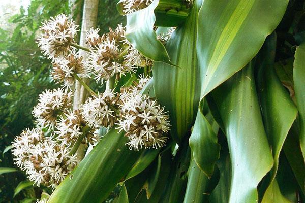 Dracaena kvetoucí v přírodě