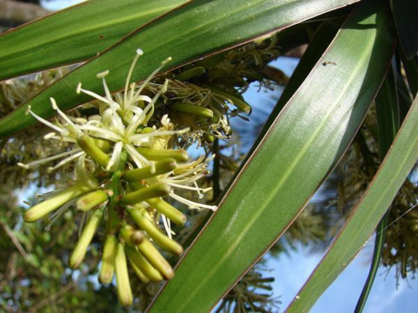 Kvetoucí dracaena ohraničená