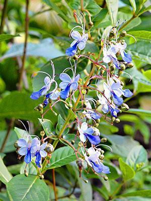 Blomstrende ugandisk clerodendrum