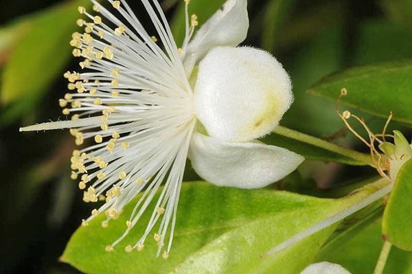 Myrtle blomstrer med riktig pleie