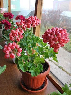 Blomstrende tulipan geranium