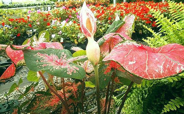 Caladium kvete