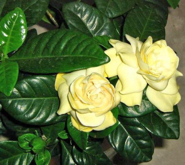 Gardenia blomstrer