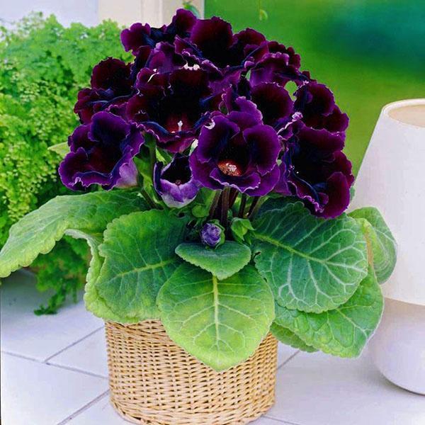 Gloxinia บุปผาบนขอบหน้าต่าง