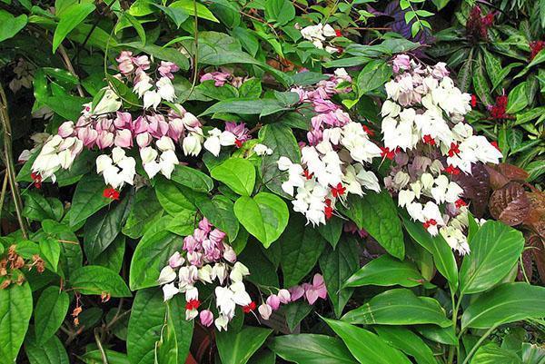 Clerodendrum kvete