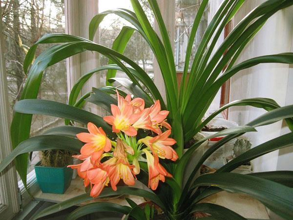 Clivia blomstrer på vinduskarmen