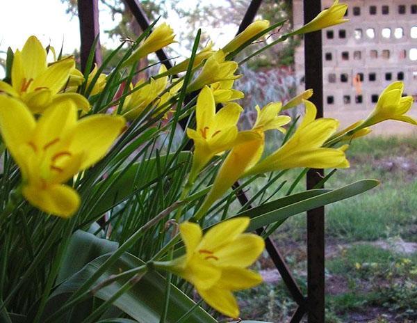 Kwitnie Zephyranthes