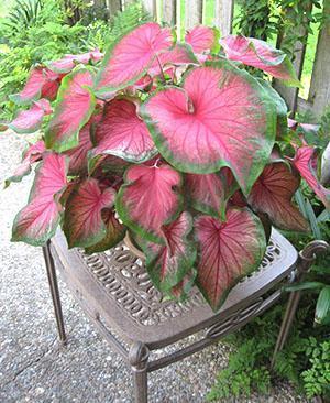 Okrasné listnaté rostliny Caladium