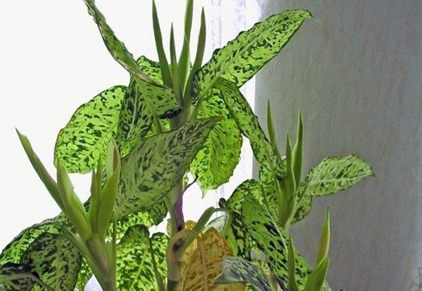 Dieffenbachia ที่บ้าน