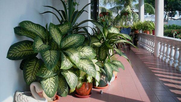 Dieffenbachia บนระเบียง