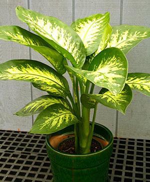 Dieffenbachia หลังการปลูกถ่าย