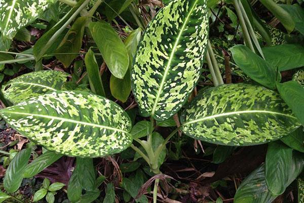 Dieffenbachia พบในธรรมชาติ