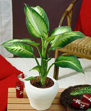 Dieffenbachia ในการตกแต่งภายใน