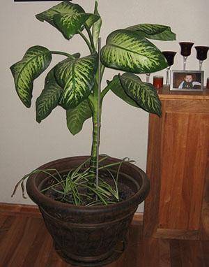 Dieffenbachia v místnosti