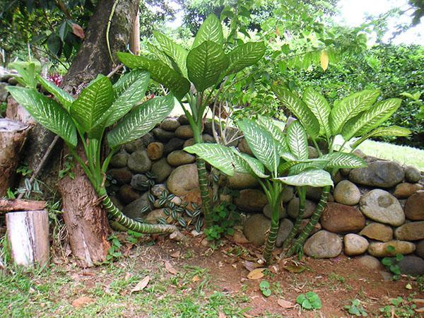 Dieffenbachia w ogrodzie