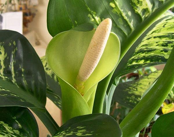 Délka květenství Dieffenbachia dosahuje 18 cm