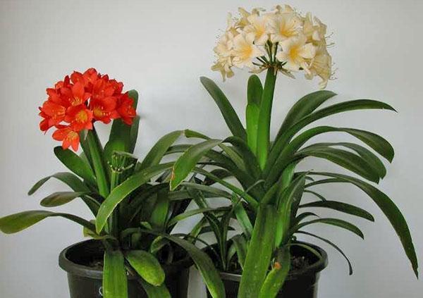 Clivia trenger tropiske forhold for fantastisk blomstring