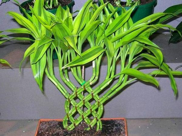 Dracaena Sander สามารถเติบโตได้ไม่เพียง แต่ในดินเท่านั้น แต่ยังสามารถเติบโตได้ในน้ำ