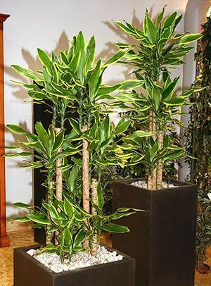 Dracaena vonící v interiéru