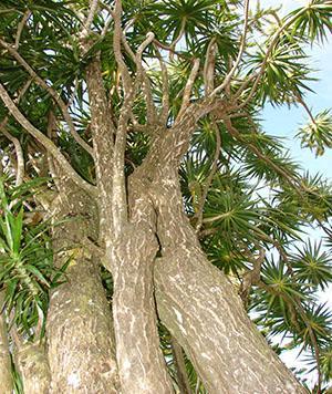 Dracaena marginata i naturen