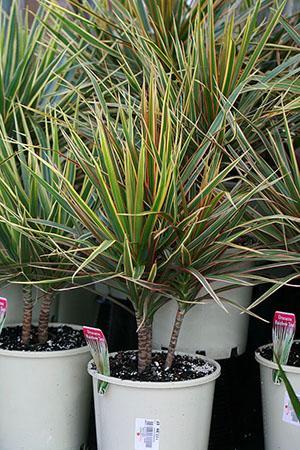 Dracaena hraničila