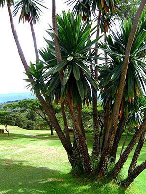 Dracaena i naturen