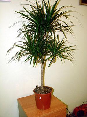 Tvorba koruny Dracaena