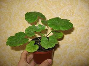 Geranium nekvete