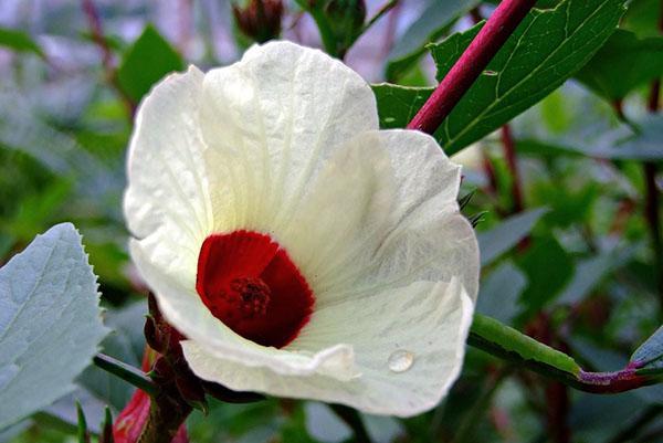 กระเจี๊ยบชบาหรือ Hibiscus sabdariffa