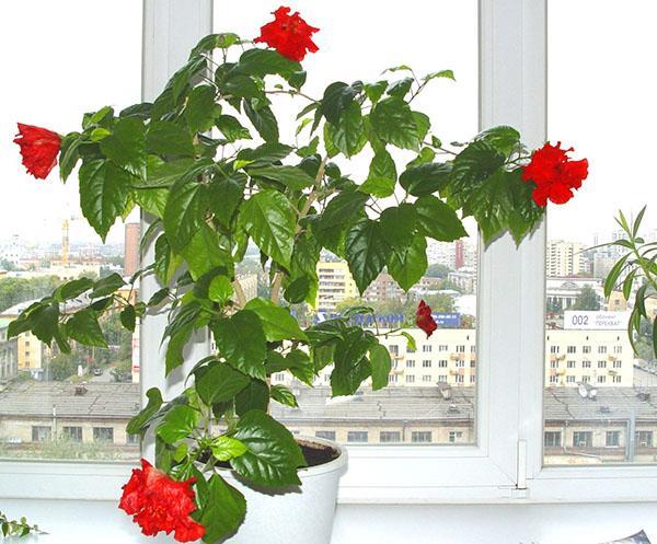 Hibiscus působí jako strážce lidí v domě