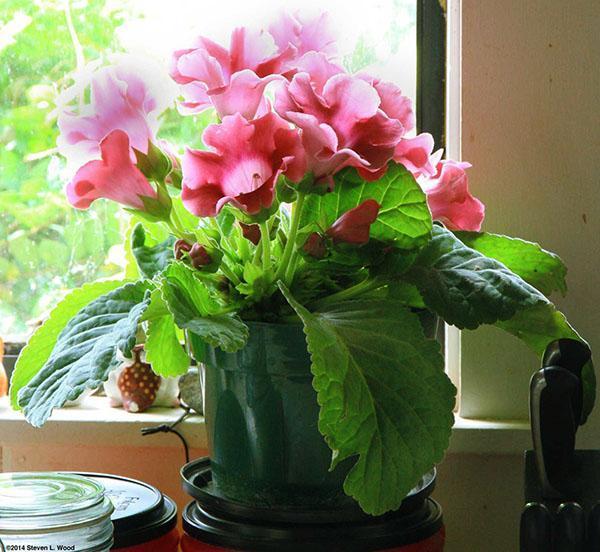 Gloxinia foretrekker et lyst sted