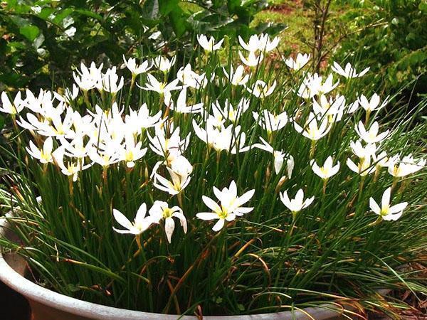 zephyranthes วัฒนธรรมกระถาง