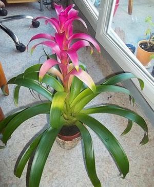 Guzmania Tempo