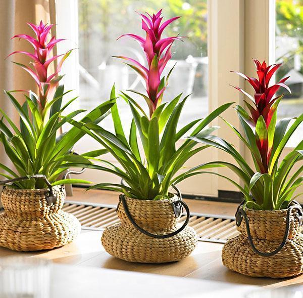 Guzmania ในการตกแต่งภายใน