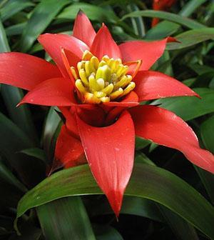 Guzmania rákos