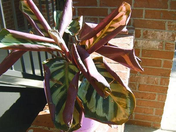 Calathea แห้งเกินไป