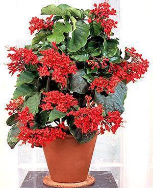 Clerodendrum ยอดเยี่ยม