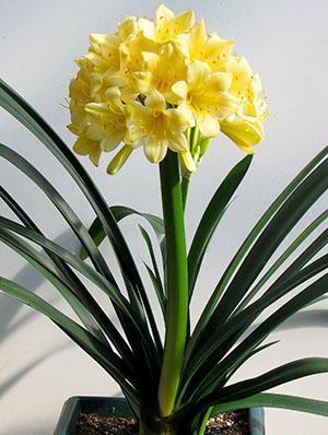 Clivia cynober