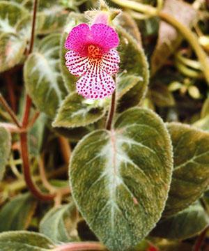 Coleria příjemná (Kohleria amabilis)