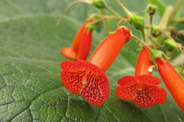 Coleria ปุย (Kohleria eriantha)