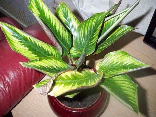 ใบ Calathea แห้งและหยิก