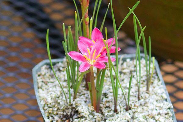 Zephyranthes วัฒนธรรมกระเปาะ