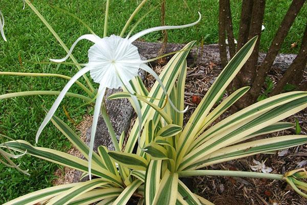 Bulbous plante hymenokallis