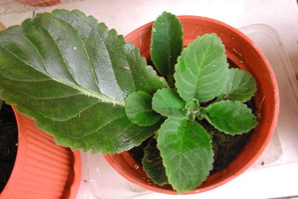 Gloxinia หนุ่มจากใบไม้