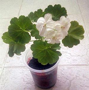 Młoda roślina geranium