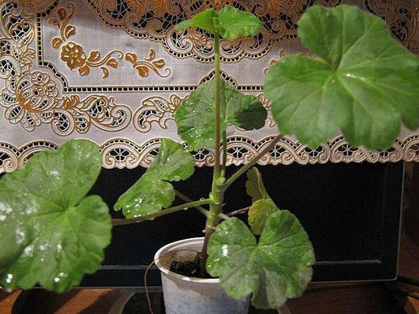 Blomstringen av pelargoner er påvirket av pottenes størrelse og jordens kvalitet.