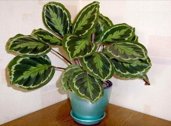 Calathea reagerer på riktig pleie med et godt utseende