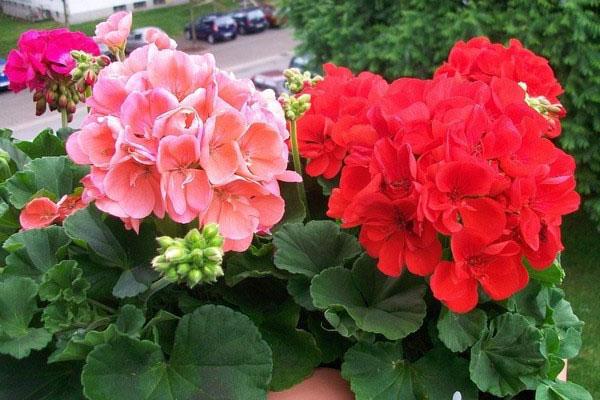 Upretensiøs, blomstrende geranium