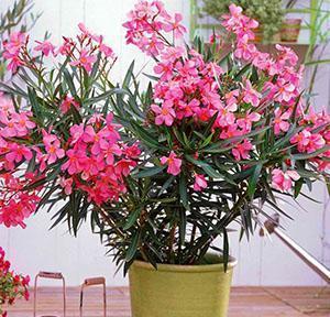 Oleander w garnku